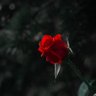 redrosepetal@rosepetal's profile picture