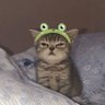 Profilbild von 𐮛•✿•.Cat Purrfect .•✿•𐮛