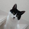 あすもも's profile picture