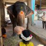 🇮🇳 Sankar IYER 🧡🧘‍♂️ 的头像
