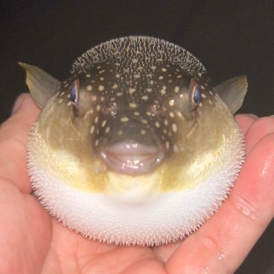 spelma_gic's profile picture