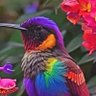 Surakshya profil fotoğrafı