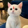 Фото профиля Bhuro