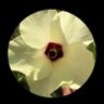 وسّام العربي profil fotoğrafı