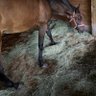Фото профиля Miles Family Horse Boarding & Animal Sanctuary