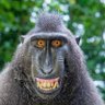 Monkey Bing Bong's profile picture