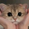 ✫彡นินินミ★🐬's profile picture