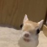 Profilbild von bonggongbing