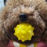 レモチュー profil fotoğrafı