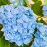 Hydrangea lady (ノ`Д´)ノ彡┻━┻'s profile picture