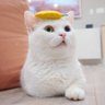 석냥쿤's profile picture