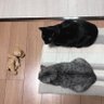 Фото профиля あしゅらこーる