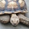 Фото профиля カメないと