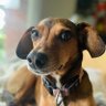 TweetieBird's profile picture