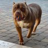 tyson profil fotoğrafı