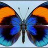 SIRENA profil fotoğrafı