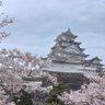 Фото профиля 海洋性亜熱帯系生物