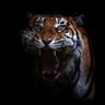 九尾猫's profile picture