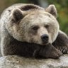 justanactualrealbear (check my YouTube & Twitch!)'s profile picture