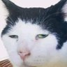 My Pets Cat Dog Familys 的头像