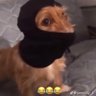 PH Balance ruiner's profile picture