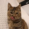 Фото профиля ふにゃふにゃロボ