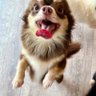 和也🐶 的头像