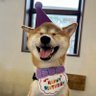 柴犬 いそべ 4歳 profil fotoğrafı
