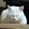 ぷぅ's profile picture