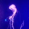 Фото профиля ヴァッシュ