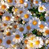 Фото профиля bhavika2304