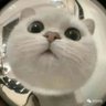 Herr不有吧's profile picture