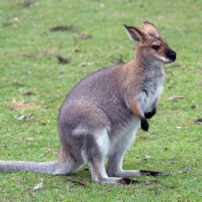 regularwallaby's profile picture