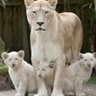 @Sphelelebongsdr profil fotoğrafı