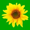 ماء السماء's profile picture