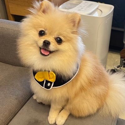 ポメラニアンの若様's profile picture