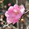 ツネサワ profil fotoğrafı
