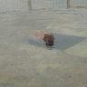 カピバラザン237 的头像