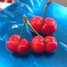 Profilbild von ちゃこ🍒