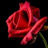 Фото профиля 薔薇乃花束男🌹
