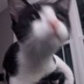RoyalZK profil fotoğrafı