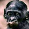 فرار's profile picture