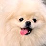 なんこつ's profile picture
