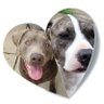 Nova-Boo & Angel Luna-Boo & Angel Merlin Bear profil fotoฤrafฤฑ