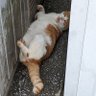 Фото профиля 勇者チロル😺