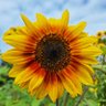 Profilbild von Zonnebloemetje