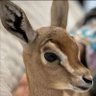 خميس المعمري's profile picture