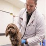 Фото профиля Christopher Tiller, DVM