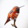 Фото профиля vincent thomas