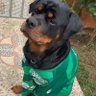 El perro azucarero 🇳🇬's profile picture